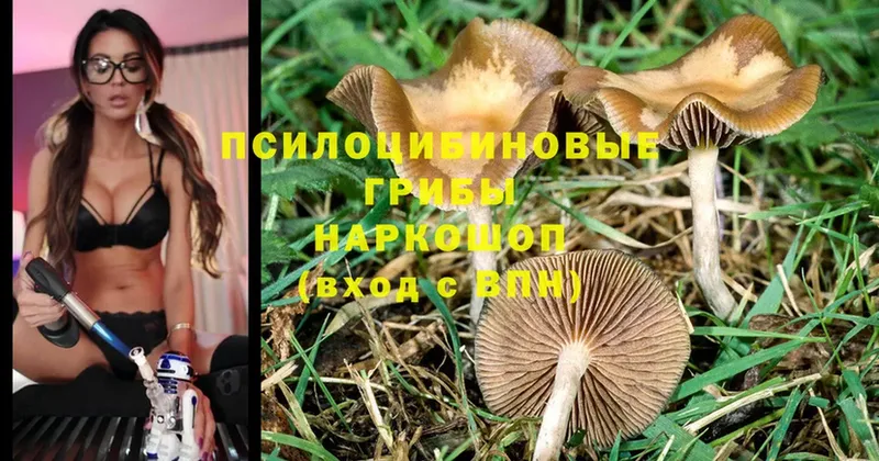 OMG ссылка  Катайск  Галлюциногенные грибы Psilocybe 